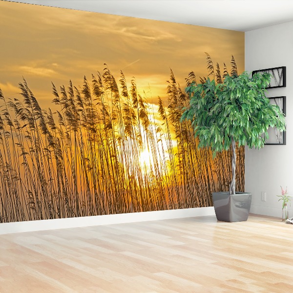 Papel de parede Campo de junco