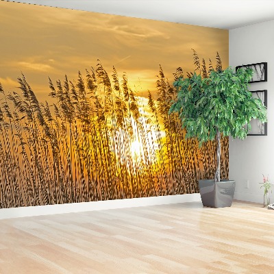 Papel de parede Campo de junco