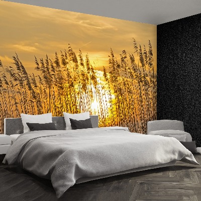 Papel de parede Campo de junco