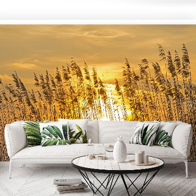 Papel de parede Campo de junco