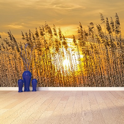 Papel de parede Campo de junco