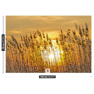 Papel de parede Campo de junco