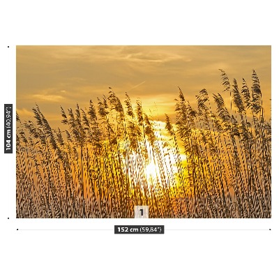 Papel de parede Campo de junco