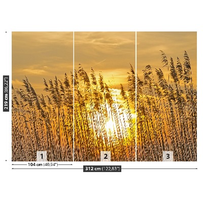 Papel de parede Campo de junco