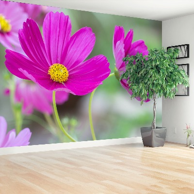 Papel de parede Flores cosmos