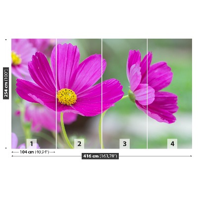 Papel de parede Flores cosmos