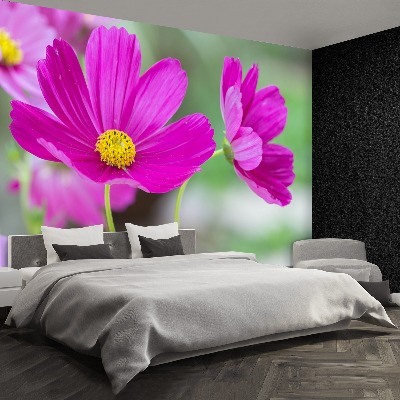 Papel de parede Flores cosmos