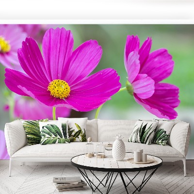 Papel de parede Flores cosmos