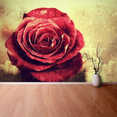 Papel de parede Rosa vermelha