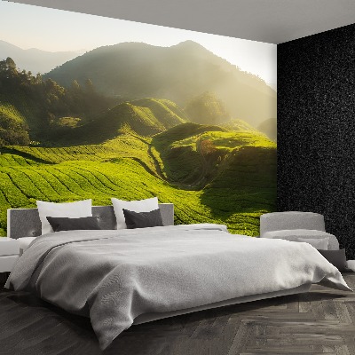 Papel de parede Plantação de chá