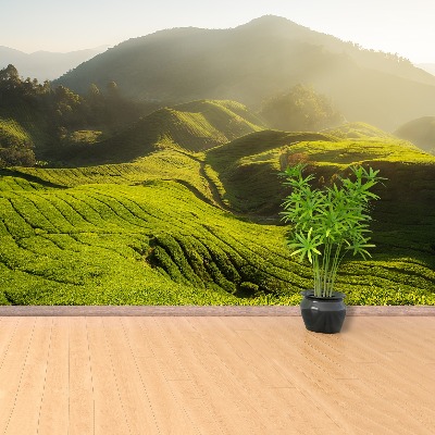 Papel de parede Plantação de chá