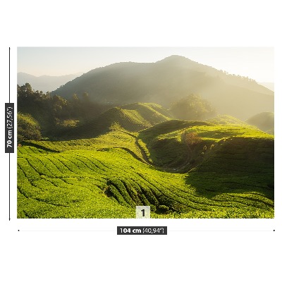 Papel de parede Plantação de chá