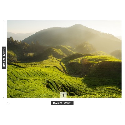 Papel de parede Plantação de chá