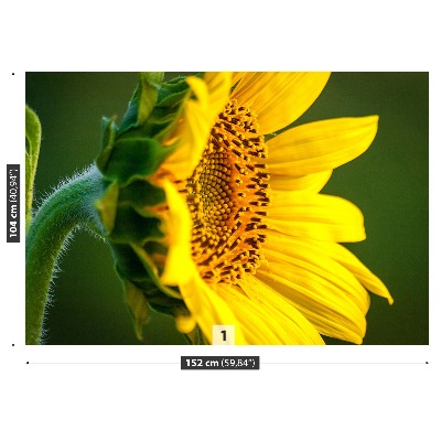 Mural de parede Girassol