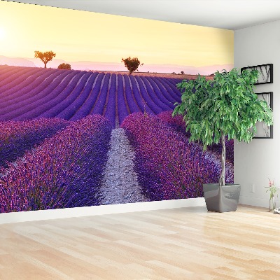 Mural de parede Campos de lavanda