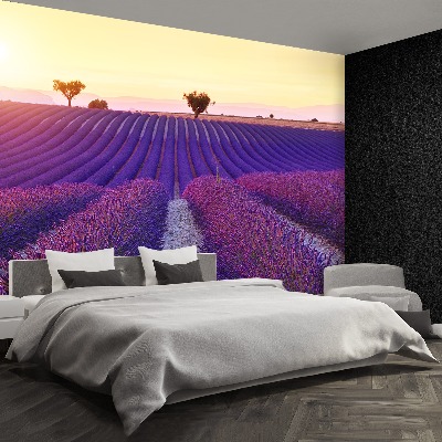 Mural de parede Campos de lavanda