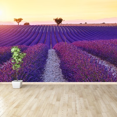 Mural de parede Campos de lavanda