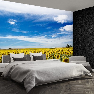 Papel de parede Um campo de girassóis