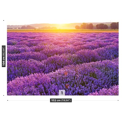 Mural de parede Campo de lavanda