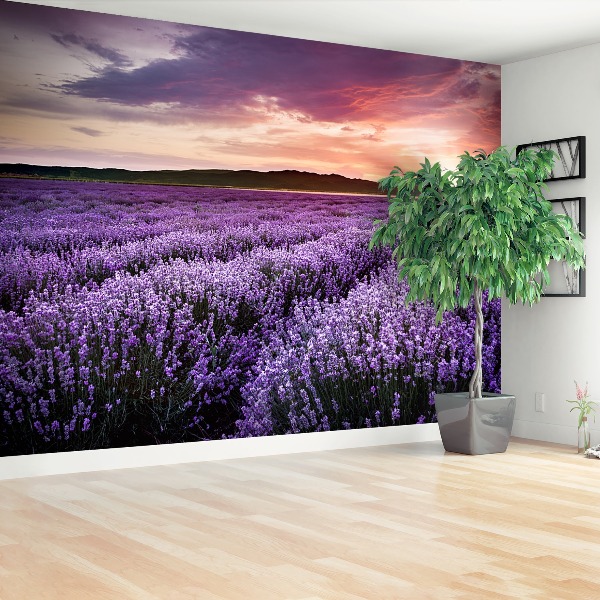 Papel de parede Campo de lavanda
