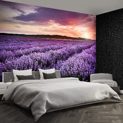 Papel de parede Campo de lavanda