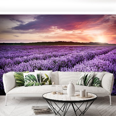 Papel de parede Campo de lavanda