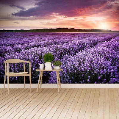 Papel de parede Campo de lavanda