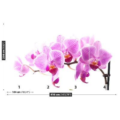 Papel de parede orquídea rosa