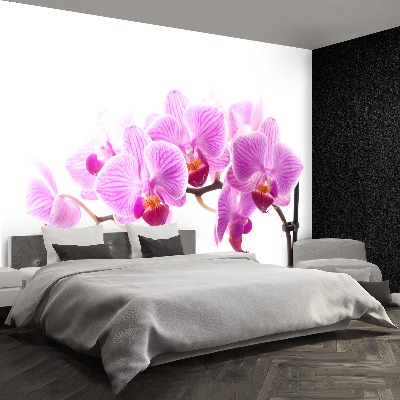 Papel de parede orquídea rosa