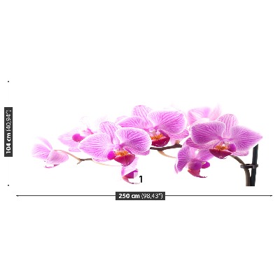 Papel de parede orquídea rosa