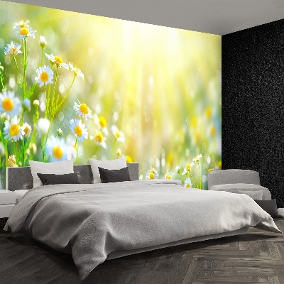 Papel de parede Flores de camomila