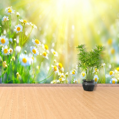 Papel de parede Flores de camomila