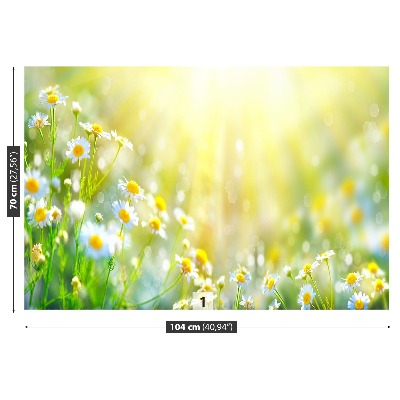 Papel de parede Flores de camomila