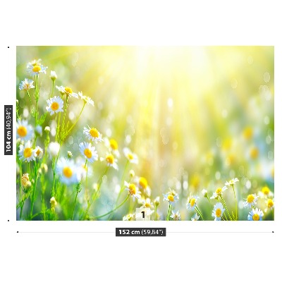 Papel de parede Flores de camomila