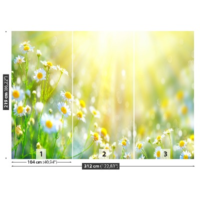 Papel de parede Flores de camomila