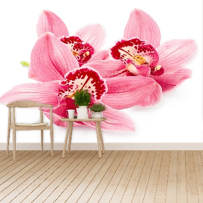 Papel de parede orquídea rosa