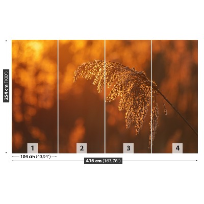 Mural de parede Laranja-junco