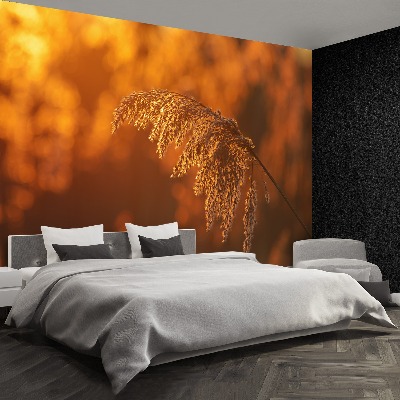 Mural de parede Laranja-junco