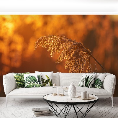 Mural de parede Laranja-junco