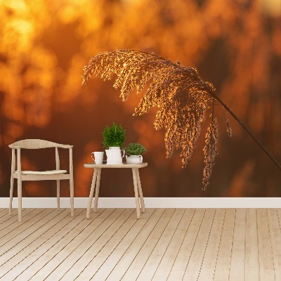 Mural de parede Laranja-junco