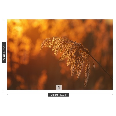 Mural de parede Laranja-junco