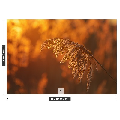 Mural de parede Laranja-junco