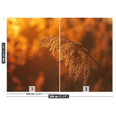 Mural de parede Laranja-junco