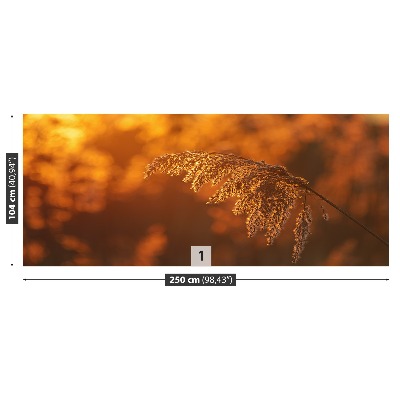 Mural de parede Laranja-junco