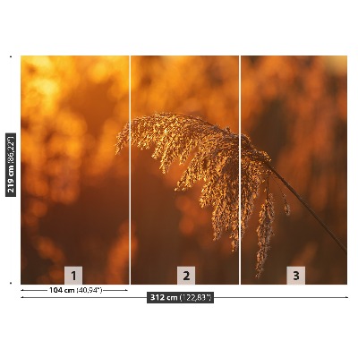 Mural de parede Laranja-junco