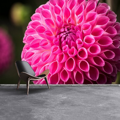 Papel de parede Dália Rosa