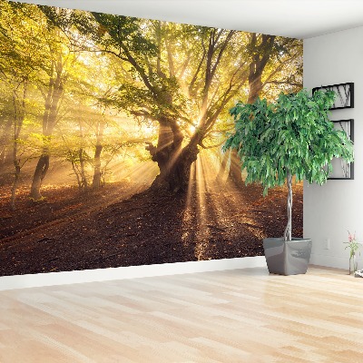 Papel de parede Árvore velha