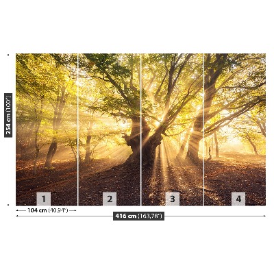 Papel de parede Árvore velha