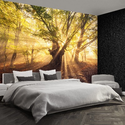 Papel de parede Árvore velha