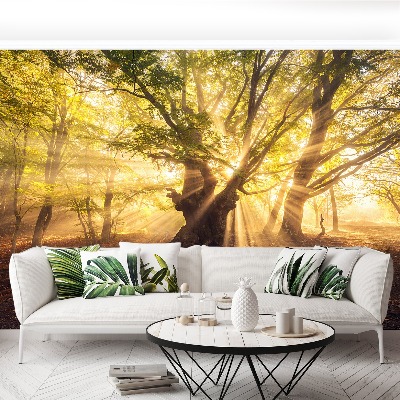 Papel de parede Árvore velha